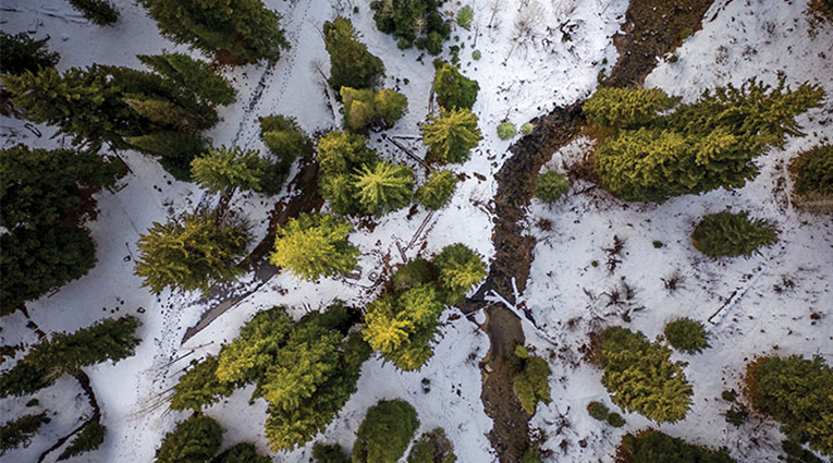 Aerial photo of forest in the winter
