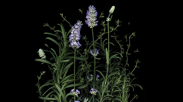 Close up art of lavender, thyme and sage
