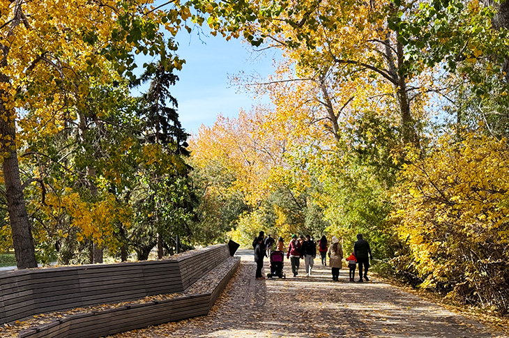 A group of pedestrians walk on a wide path next to the Bow River with yellow leaves on the trees and on the path.