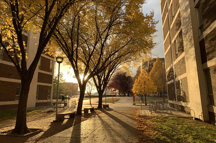 Trees arch over a pathway with their golden leaves lit from behind by the setting sun.